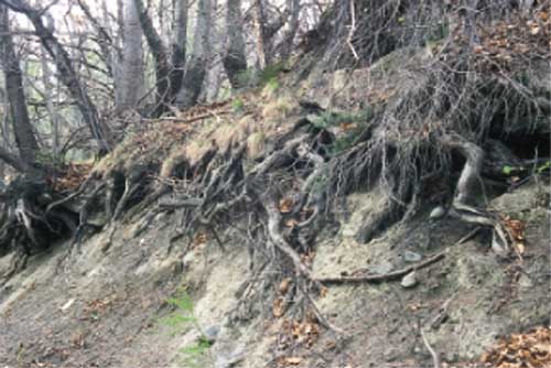 La couverture entrelacée des racines retient le terrain.