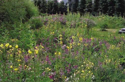 Jardin en mouvement, étés 1992 et 1993: onagres associées à pois de senteur vivaces.