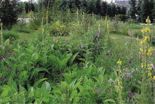 Jardin en mouvement, étés 1992: molènes et feuillages d'inules (aulnées).