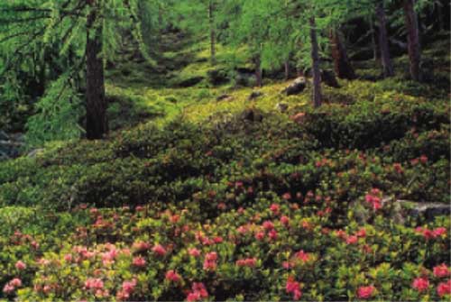 Rododendri in fiore nella Valle di Clavalité.