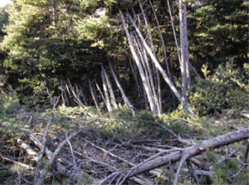 Un bosco reagisce all'abbandono riprendendo la sua naturale evoluzione e questo avviene talvolta in modo drastico: è il caso di questo bosco nato su terreni agrari abbandonati, costituito da piante troppo fitte e fragili che sono state abbattute da un vento di forte intensità.