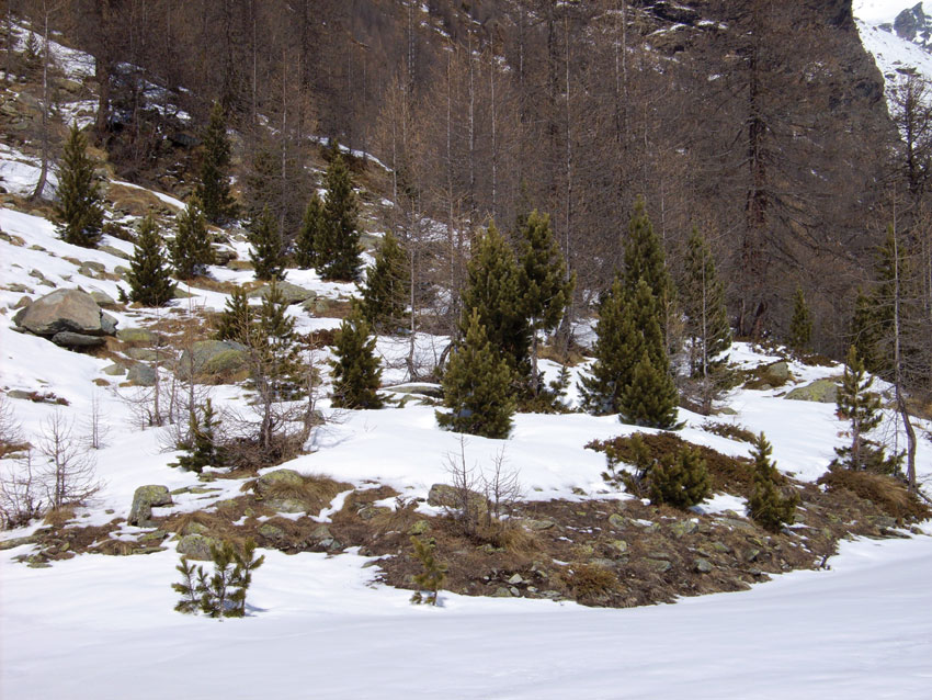 Figura 2: pini cembri e larici al Pian di Verra inferiore (Val d’Ayas).