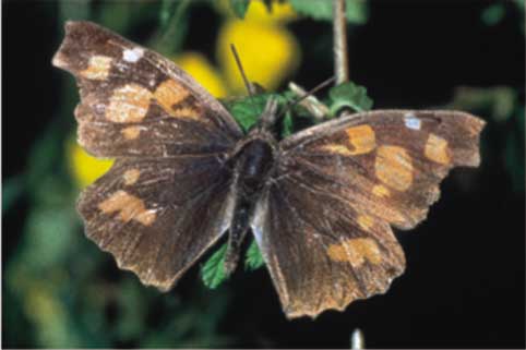 Libythea celtis (Libytheidae), caratteristica di cespugli e boschi radi fino a circa 1800 m.