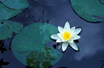 Ninfea (Nymphaea alba) nella Riserva Naturale del Lago di Villa (Challand-Saint-Victor).