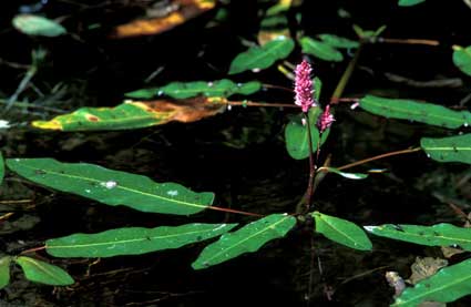 Un'infiorescenza di poligono anfibio (Polygonum amphibium) si innalza dalle acque del lago di Loz (Valtournenche).