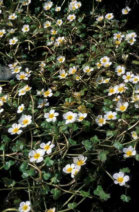 Ranuncolo d'acqua (Ranunculus aquatilis).