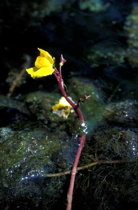 Un piccolo fiore giallo di erba vescica (Utricularia minor) spunta dalle acque dello stagno di Lozon (Verrayes).