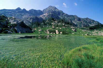 Fontainemore, Riserva Naturale del Mont Mars: le acque del Lei Long ad agosto, quando le foglie del coltellaccio natante (Sparganium angustifolium) hanno ormai ricoperto la superficie superficie del lago.