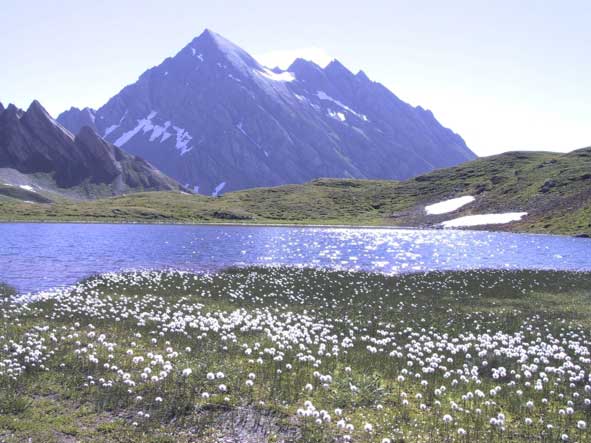 Eriofori al lago Mont Fortin I con lo sfondo del Berio Blanc (La Thuile).