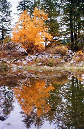 Un arbusto si specchia sul Lago di Pellaud a Rhêmes-Notre-Dâme. (Foto concorso di Christian Burtolo)