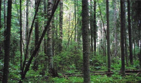 Central Forest, Taiga Russa. Un vero e proprio polmone verde dove l'attività dell'uomo è interdetta.