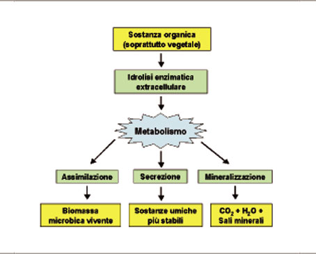 Aspetti funzionali della microflora del suolo (Gobat et al., 2003).