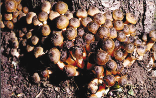Carpofori di Armillaria mellea (Foto Informatore Agrario).