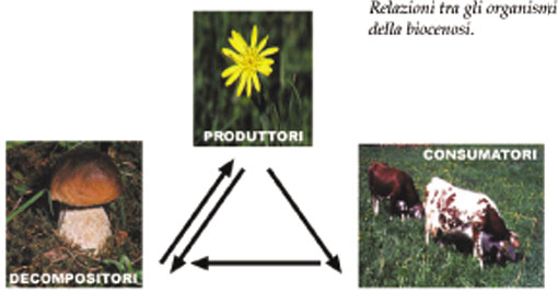 Relazioni tra gli organismi della biocenosi.