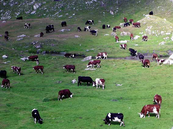 Bovine al pascolo nei pressi dell'Alpe Bonalé.