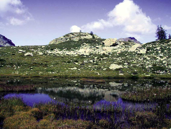 Area sommitale 1, piano subalpino superiore (Parco Regionale Mont Avic).