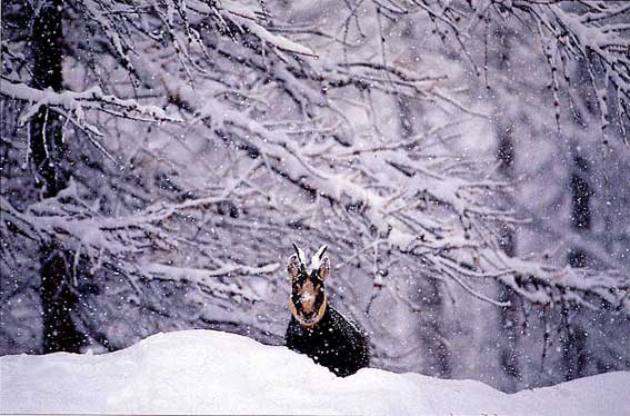 Femmina adulta di camoscio, in inverno.