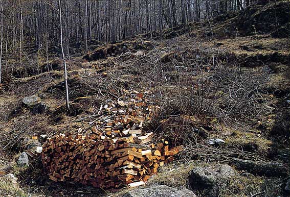 La manutenzione del bosco e i suoi prodotti.