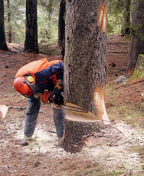 Operazione di abbattimento di un abete rosso.