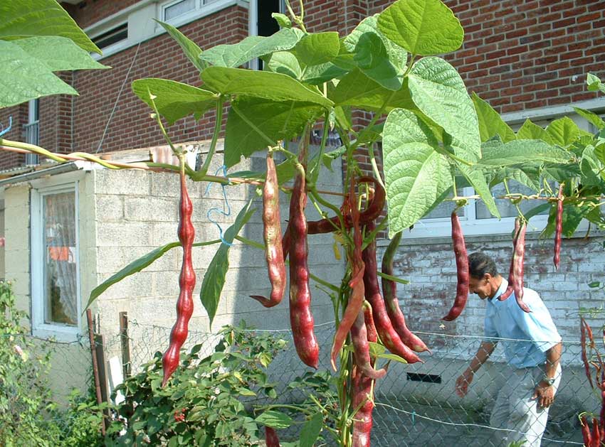 Jardin, détail.