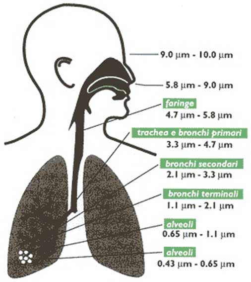 Figura 3, profondità di penetrazione delle particelle nel sistema respiratorio a seconda della loro dimensione.