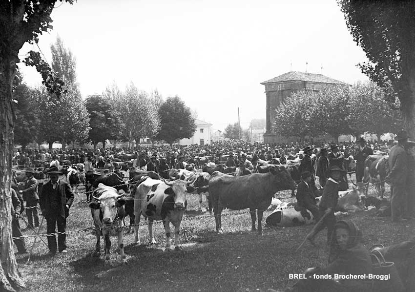 Aoste, 1920: foire bestiaux.