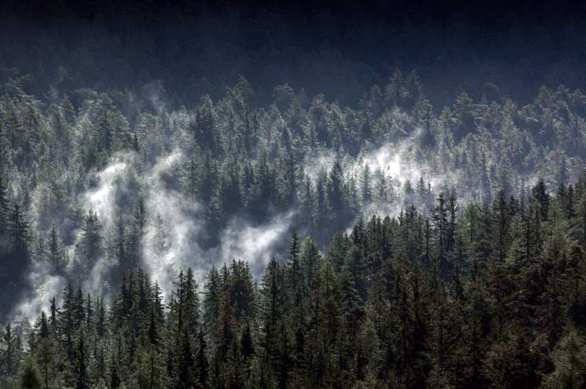 Una suggestiva immagine che ritrae l’ambiente boschivo.