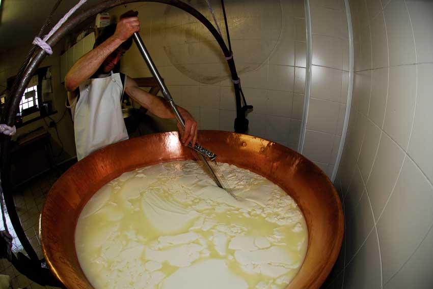 Una fase della preparazione della Fontina.