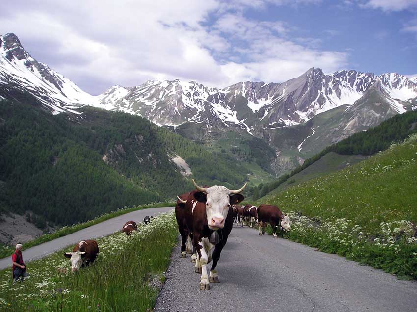 Inarpa nell’alta Valle del Gran San Bernardo.