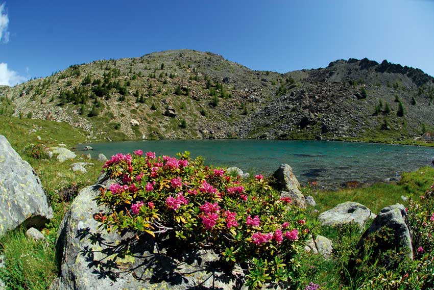 Una bella fioritura di rododendro.