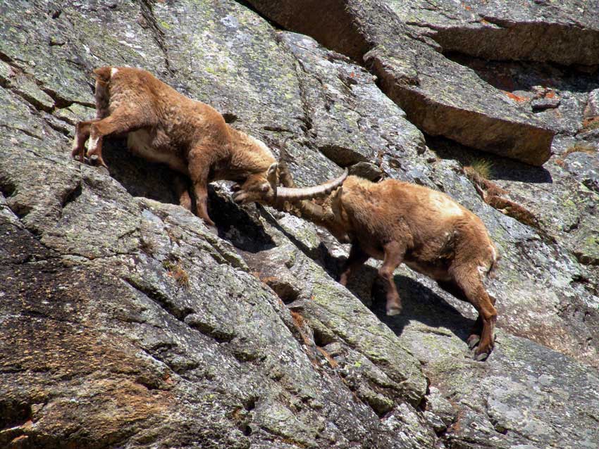 Stambecchi nel Parco Nazionale del Gran Paradiso.