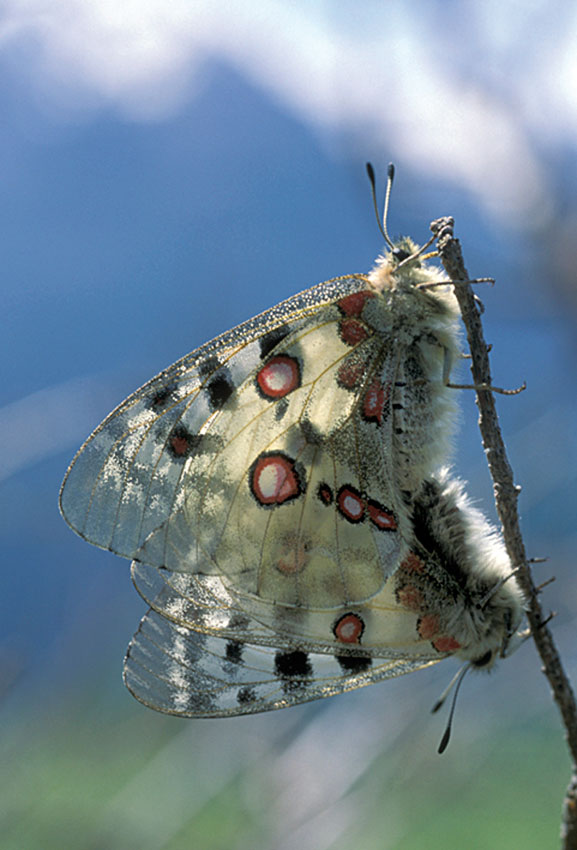 Parnassius apollo.