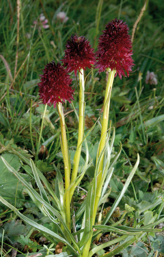 Nigritella rhellicani.