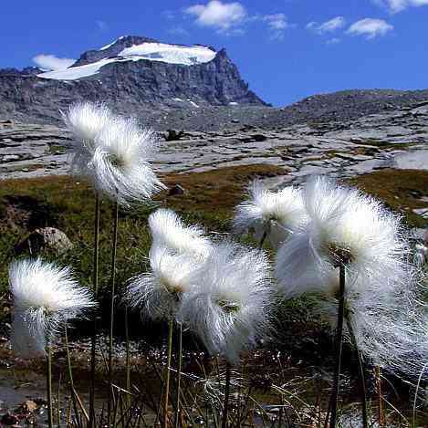 Eriofori in fiore.