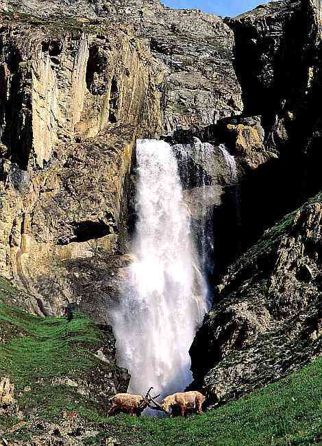 Stambecchi in combattimento con lo sfondo della cascata del Torrente Goletta (Rhêmes).
