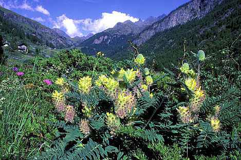 Astragalus alopecurus.