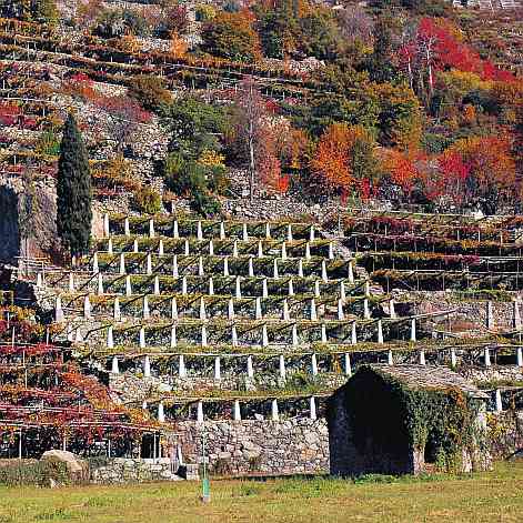 Vigneti a Donnas.
