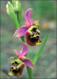 Ophrys fuciflora.