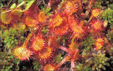 Drosera rotundifolia.