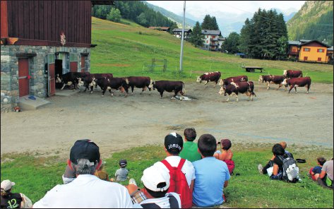 Periasc, visite in azienda. Il rientro delle vacche in stalla prima di assistere alla mungitura