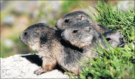 Cuccioli di marmotta