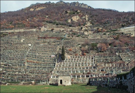 Il paesaggio dei vigneti tra Donnas e Pont-Saint-Martin.