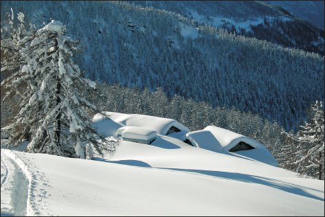 La magia della neve fresca