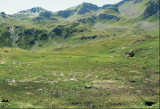 figura 3; la torbiera di Crotte Basse (2365 m) sopra la città di Aosta. Fino all'arrivo dei pastori dell'età del Rame era circondata da foreste di pino cembro. Sono visibili in primo piano le zolle di vegetazione galleggianti (aggallati) sulla colonna d'acqua, costituite da sfagni e muschi accompagnati da Carex fusca (famiglia Cyperacee).