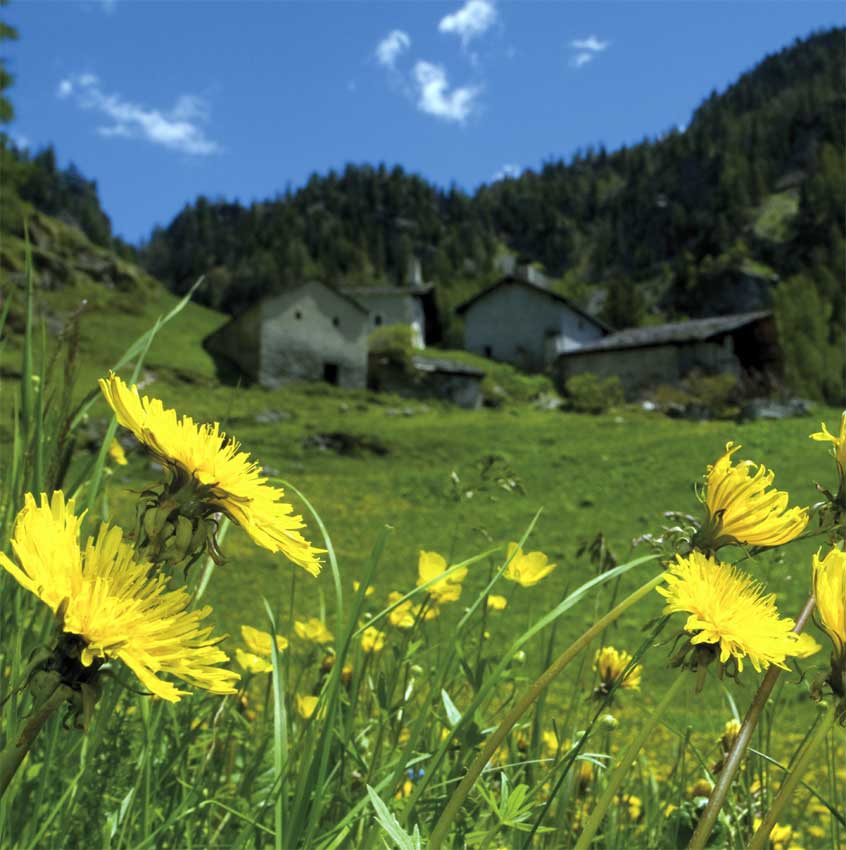 Fioritura in Val d'Ayas.