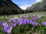 da Cogne