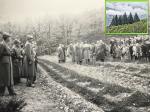 Festa degli alberi negli anni '50 a Quota "BP", la collina che sovrasta Aosta in direzione nord est. Nel riquadro il bosco come lo vediamo oggi