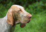 Bloodhound o Chien de Saint-Hubert
