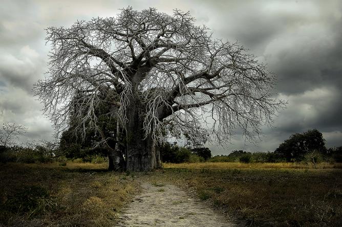 "Baobab il vegliardo" par Elvezio Pagani