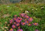 Montagnayes, Aster alpinus